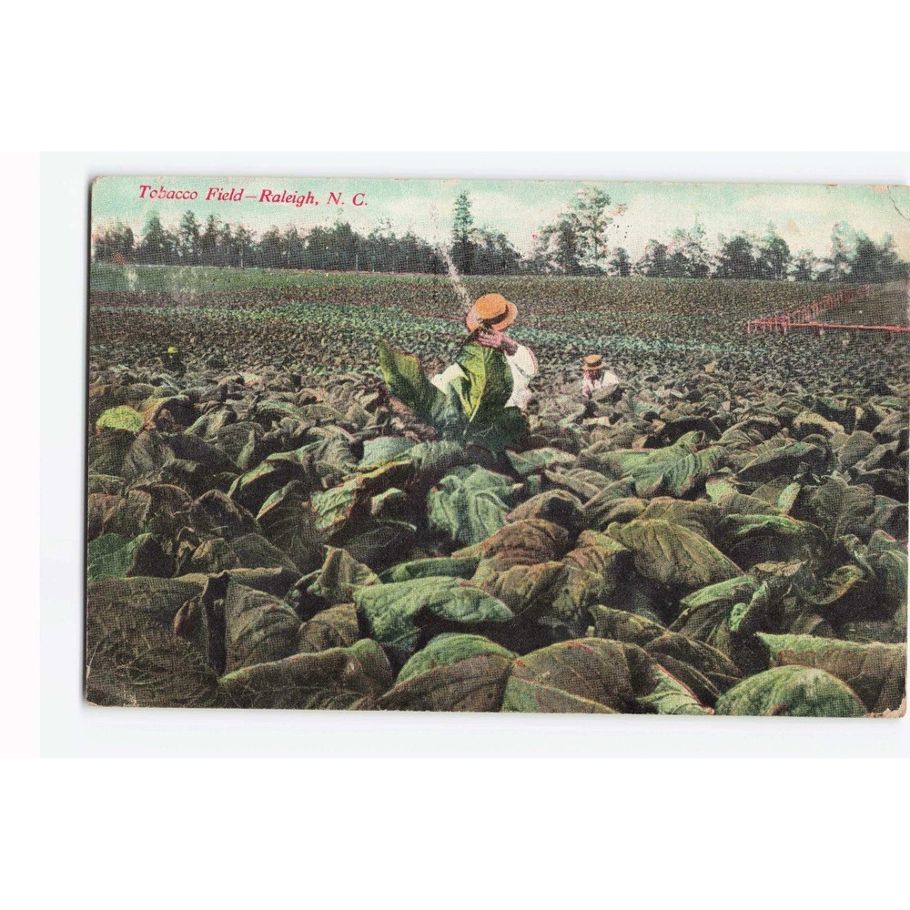 Vintage Tobacco Field Raleigh NC Postcard 1915 Postmark North Carolina VG